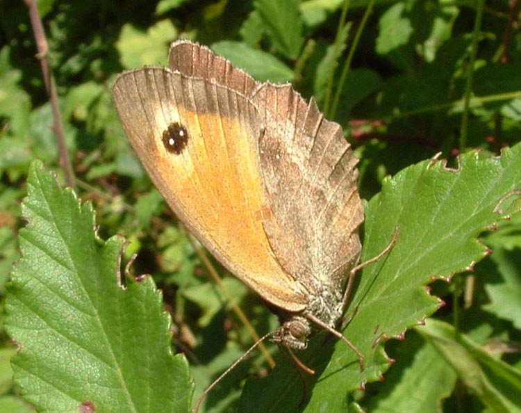 Pyronia tithonus